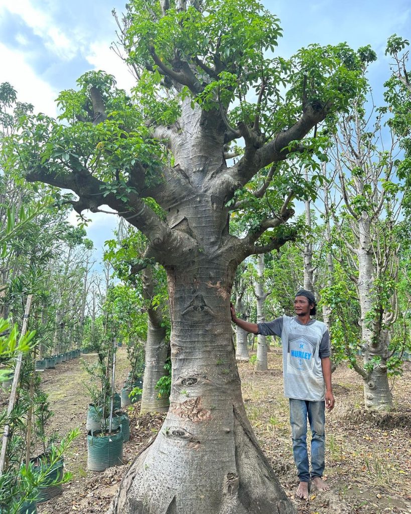 Jual Pohon Kaki Gajah