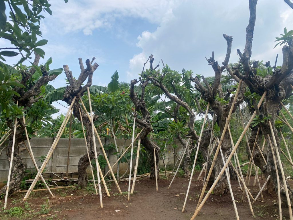 Jual Pohon Kamboja Fosil